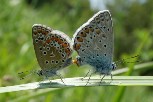 Polyommatus icarus